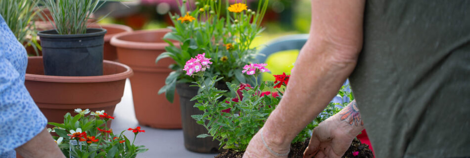 A person with a tattoo on their arm is carefully planting a flowering plant with a large root ball on a white table. Another person, wearing white gloves, is placing a container of small flowering plants next to a variety of terracotta pots in the background.