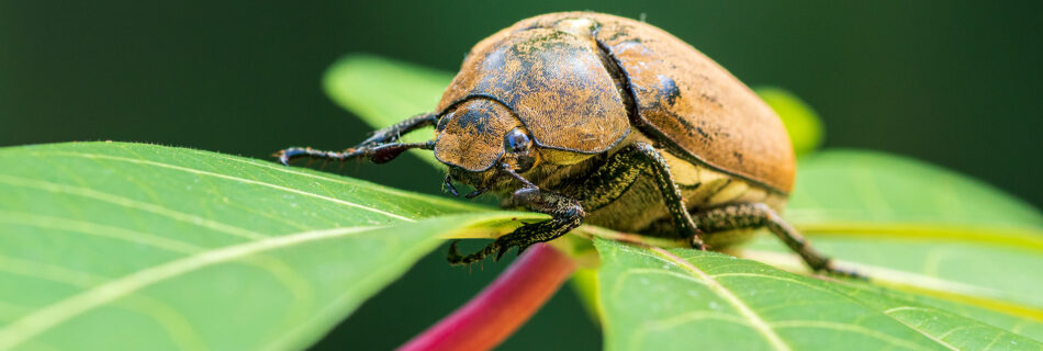 A close-up shot of a light brown beetle with a dark head and legs, perched on a bright green leaf with a reddish-pink stem. The background is a dark, blurred green.