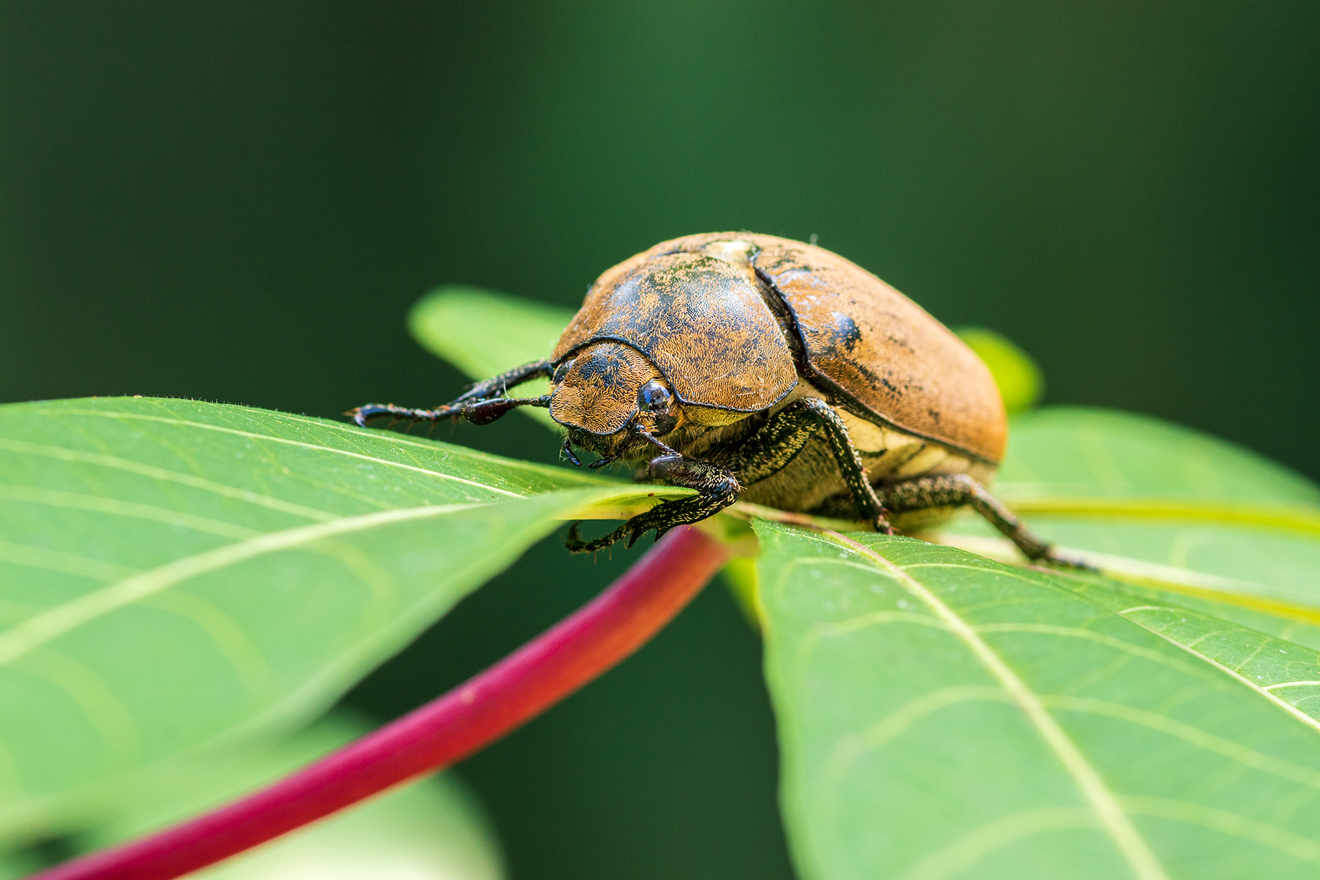 A close-up shot of a light brown beetle with a dark head and legs, perched on a bright green leaf with a reddish-pink stem. The background is a dark, blurred green.