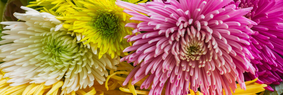 A close-up view of a vibrant bouquet of spiky chrysanthemums in various colors, including bright yellow, magenta, fuchsia, and light green. The petals are long and thin, creating a full texture.