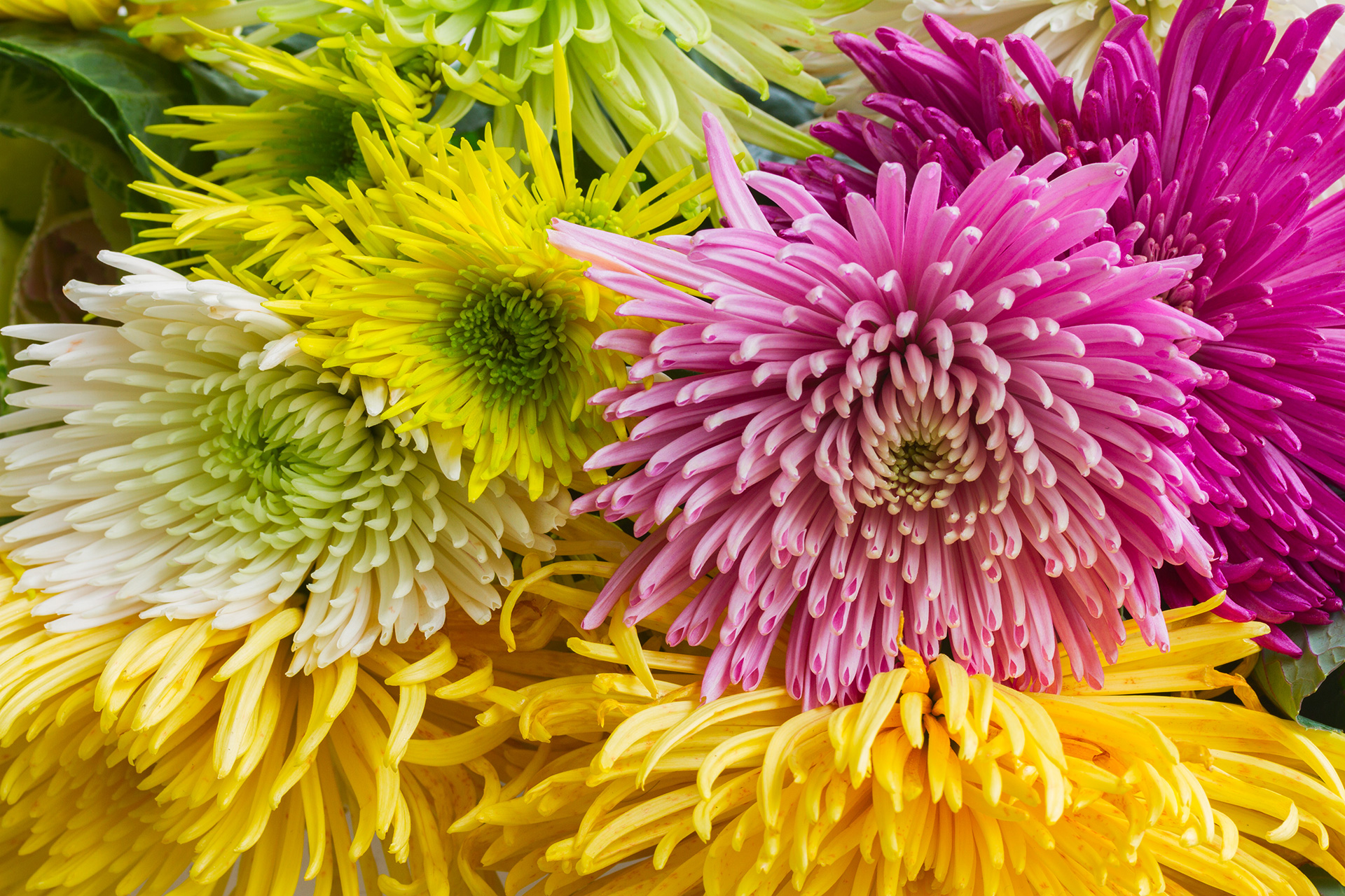A close-up view of a vibrant bouquet of spiky chrysanthemums in various colors, including bright yellow, magenta, fuchsia, and light green. The petals are long and thin, creating a full texture.