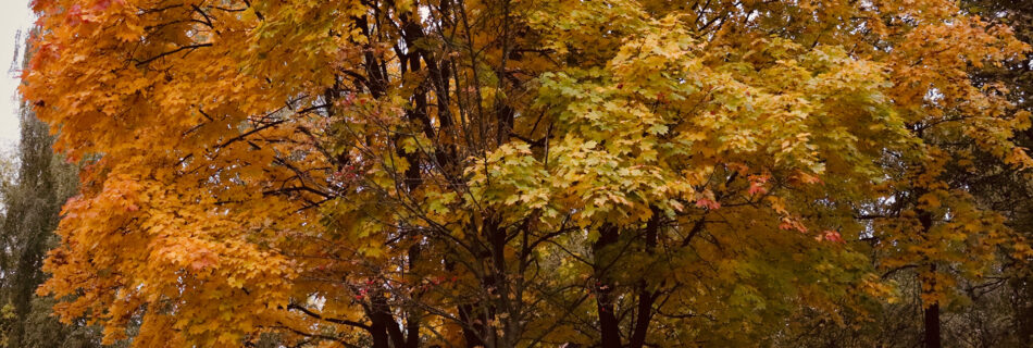 Tiny girl under a giant beautiful autumn tree outdoors