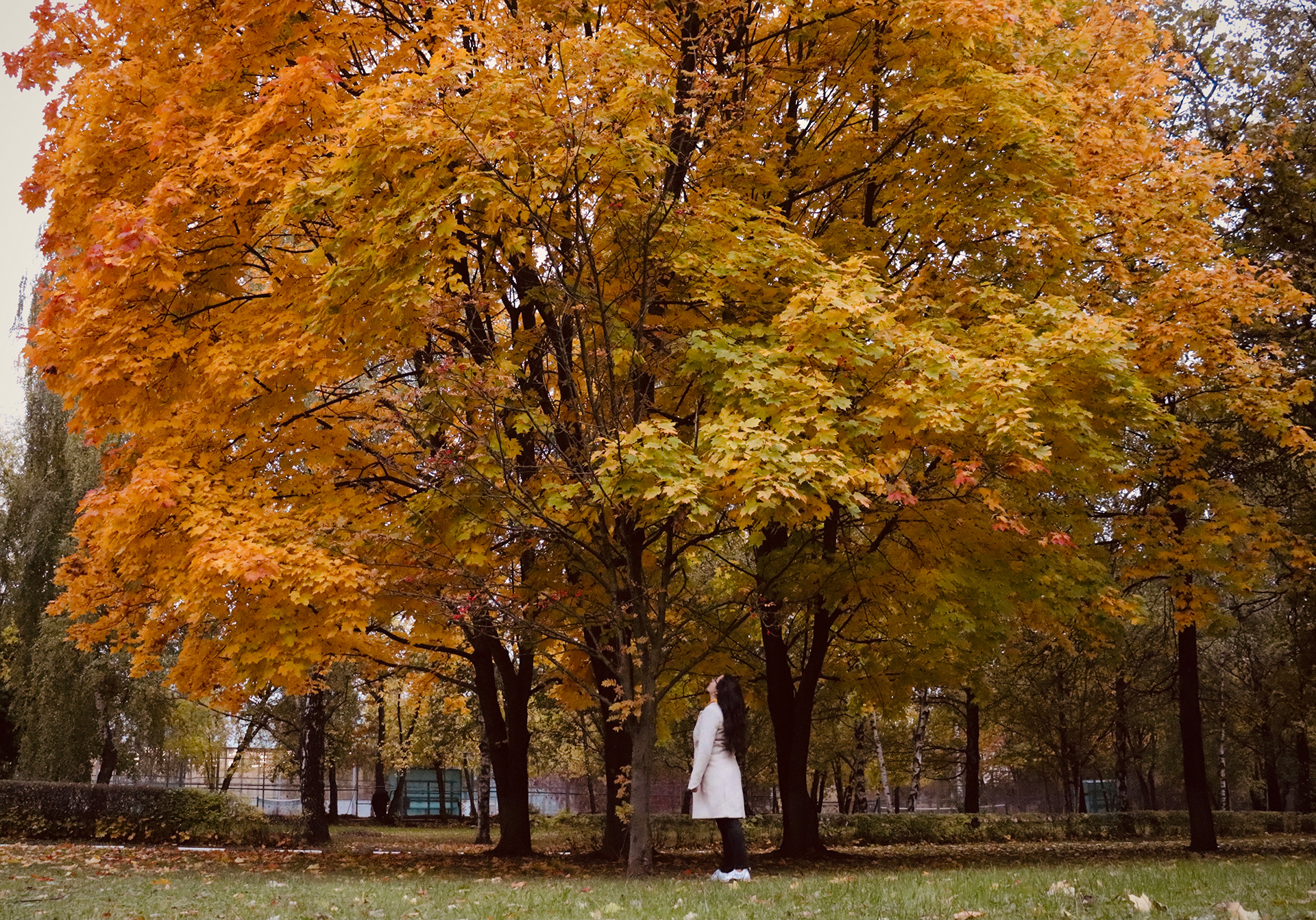 Tiny girl under a giant beautiful autumn tree outdoors